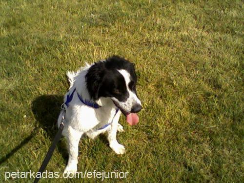 efe Erkek Border Collie