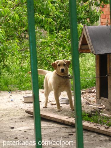 lady Dişi Labrador Retriever