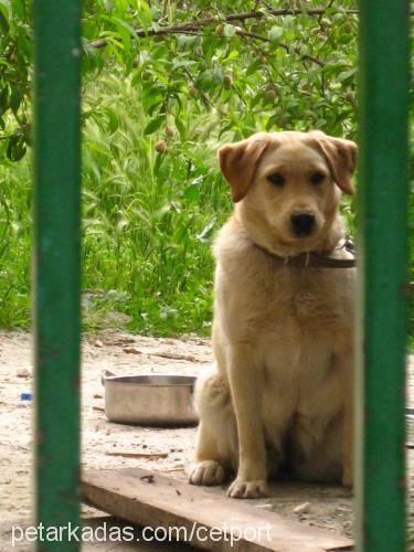 lady Dişi Labrador Retriever