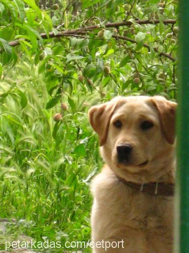 lady Dişi Labrador Retriever