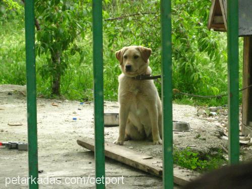 lady Dişi Labrador Retriever