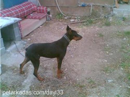 dayı Erkek Doberman Pinscher