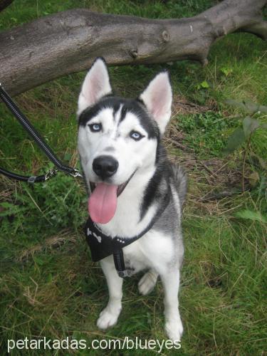 kurt Erkek Sibirya Kurdu (Husky)