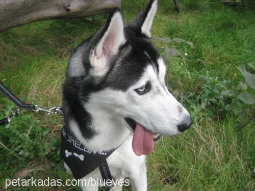 kurt Erkek Sibirya Kurdu (Husky)