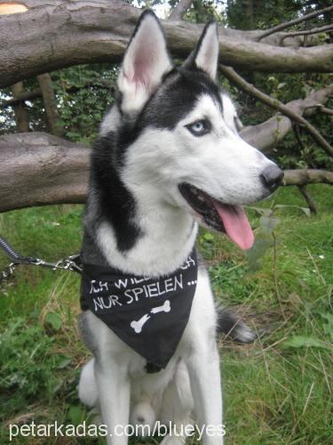 kurt Erkek Sibirya Kurdu (Husky)