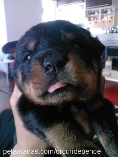 hera Dişi Rottweiler