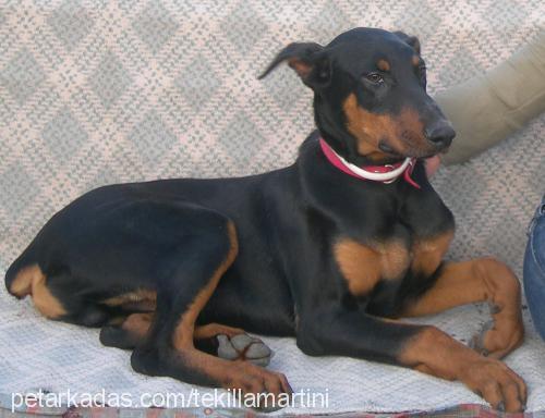 tekilla Erkek Doberman Pinscher