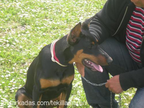 tekilla Erkek Doberman Pinscher