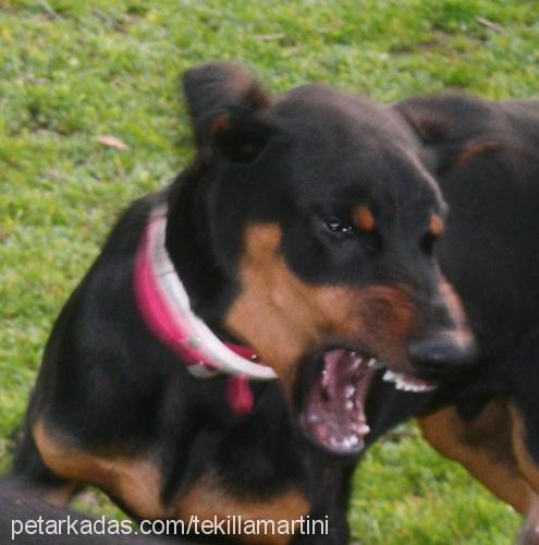 tekilla Erkek Doberman Pinscher