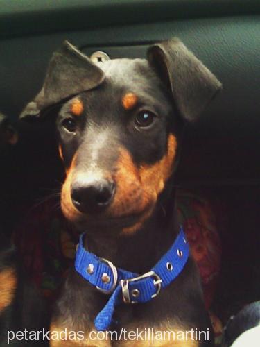 tekilla Erkek Doberman Pinscher