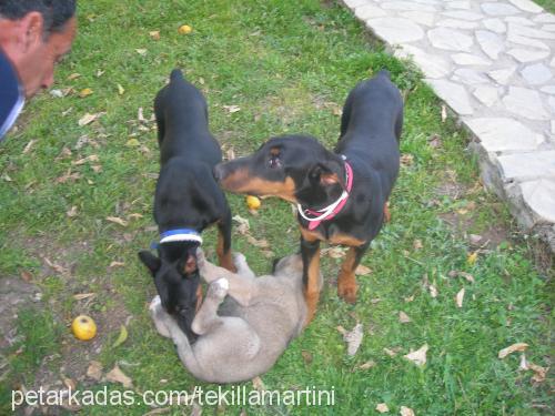 tekilla Erkek Doberman Pinscher