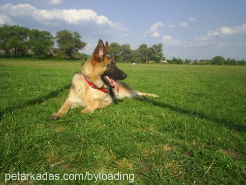 bulut Erkek Alman Çoban Köpeği