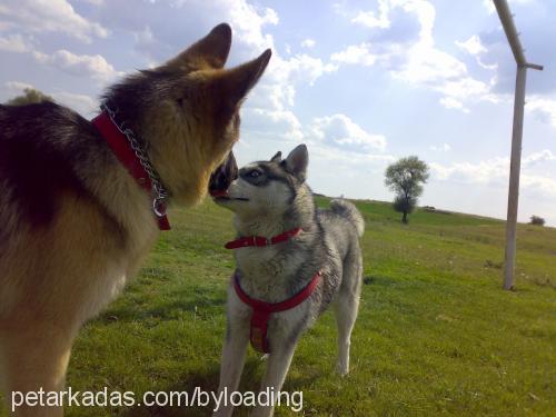 bulut Erkek Alman Çoban Köpeği