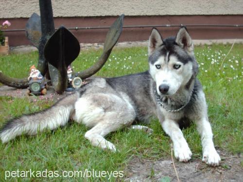 kurt Erkek Sibirya Kurdu (Husky)