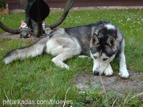 kurt Erkek Sibirya Kurdu (Husky)