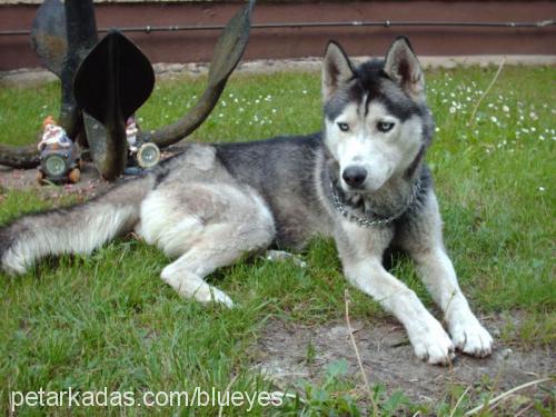 kurt Erkek Sibirya Kurdu (Husky)