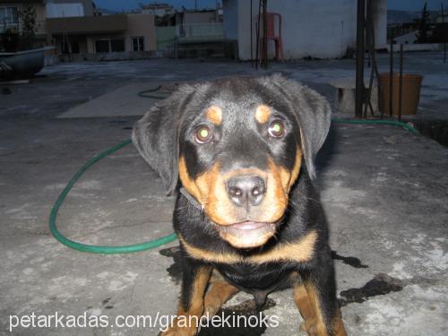 pasha Erkek Rottweiler