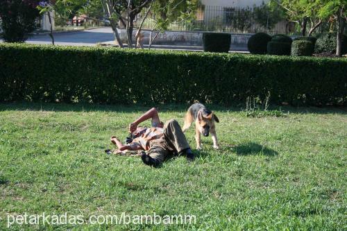 asi Dişi Alman Çoban Köpeği