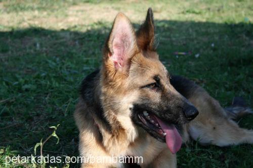 asi Dişi Alman Çoban Köpeği