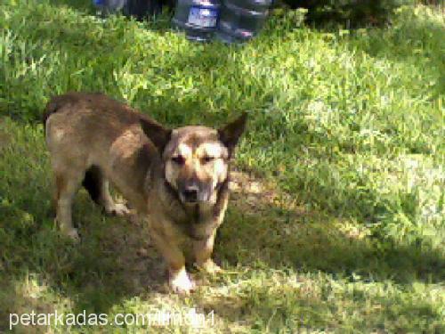 sosis Erkek Alman Çoban Köpeği