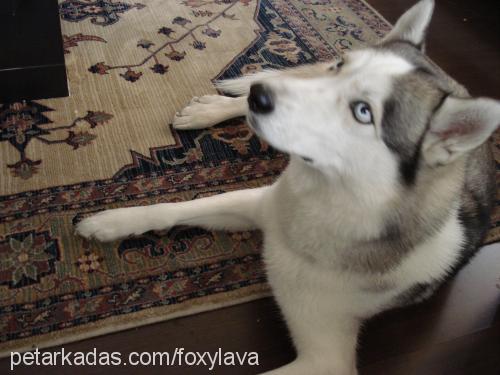 foxy Erkek Sibirya Kurdu (Husky)