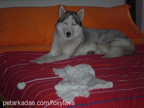 foxy Erkek Sibirya Kurdu (Husky)