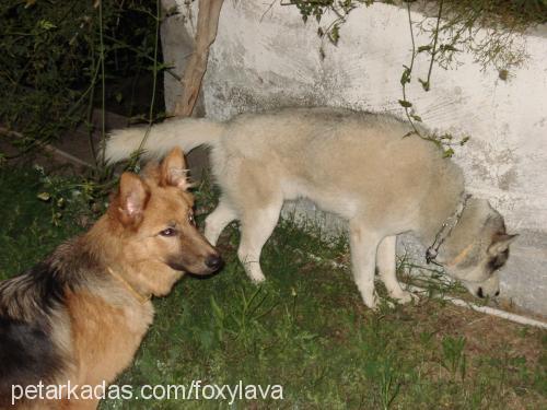 lava Dişi Alman Çoban Köpeği