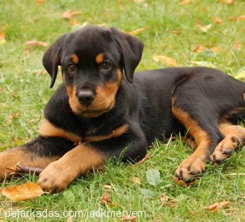 jack Erkek Rottweiler