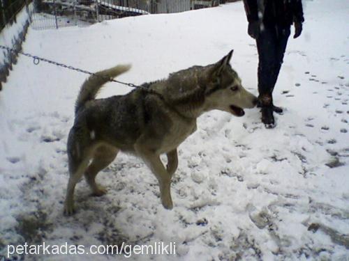 kirli Erkek Sibirya Kurdu (Husky)