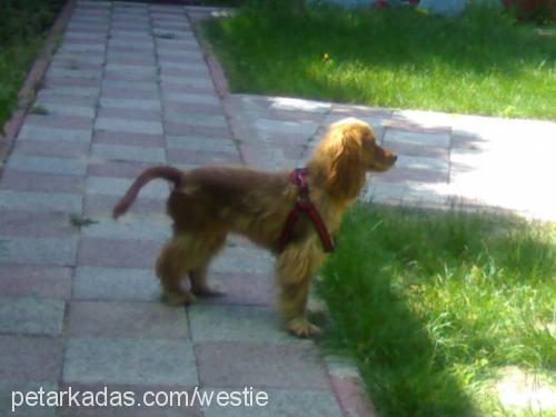 lusy Dişi İngiliz Cocker Spaniel