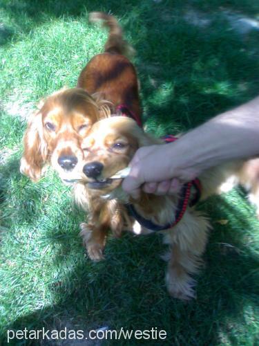 lusy Dişi İngiliz Cocker Spaniel