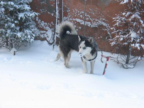 tusi Dişi Sibirya Kurdu (Husky)