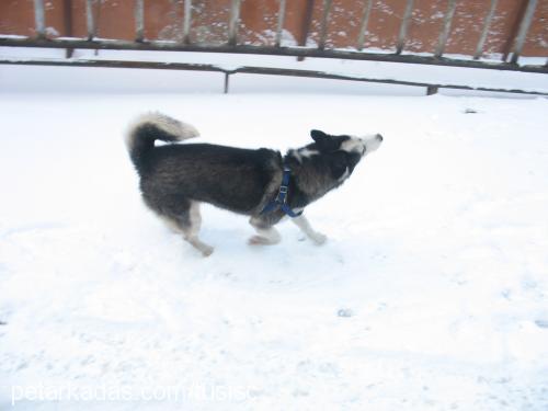 tusi Dişi Sibirya Kurdu (Husky)