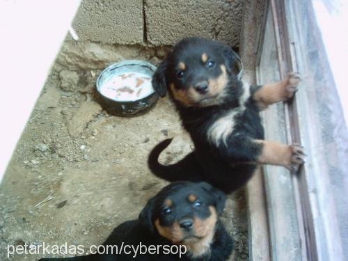 zeyna Dişi Rottweiler