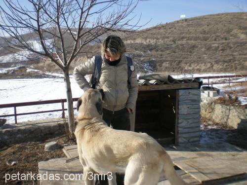 paŞa Erkek Kangal