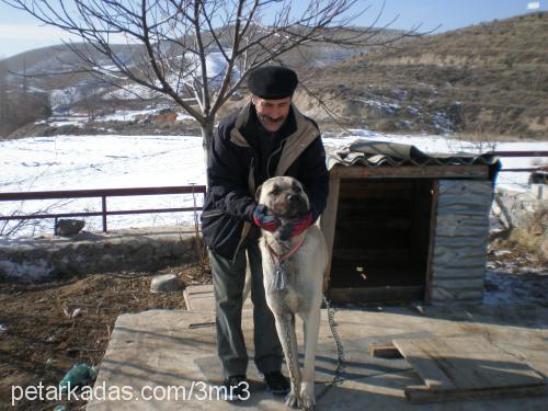 paŞa Erkek Kangal