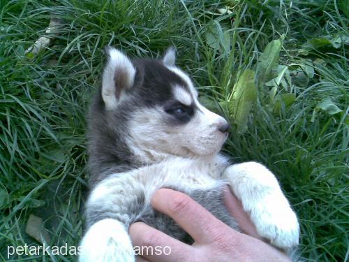 beter Dişi Sibirya Kurdu (Husky)