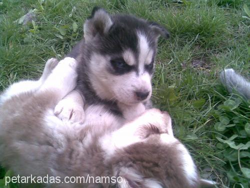 beter Dişi Sibirya Kurdu (Husky)