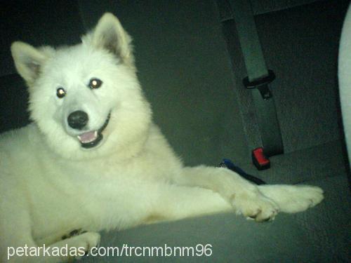 paris Dişi Samoyed