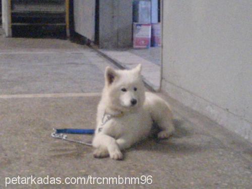 paris Dişi Samoyed