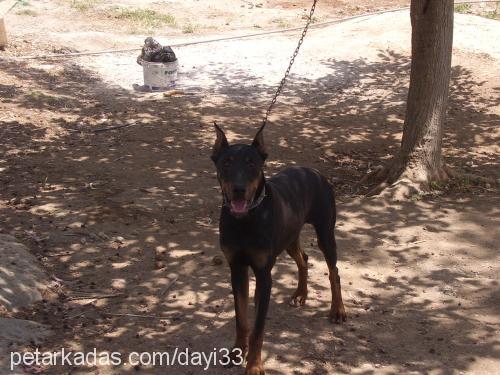 dayı Erkek Doberman Pinscher