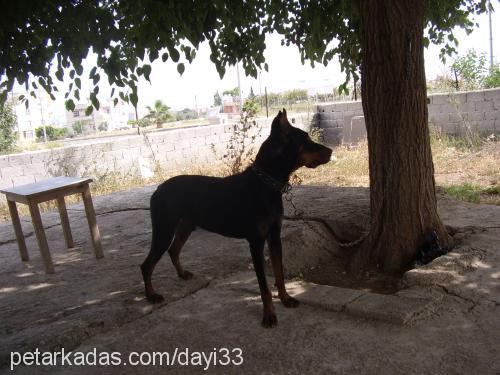 dayı Erkek Doberman Pinscher