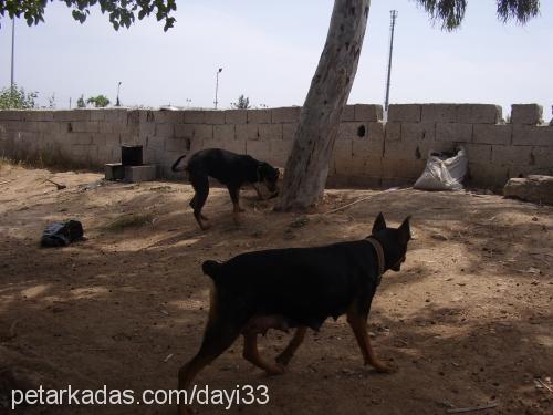 adıyok Dişi Sokö (Sokak Köpeği)