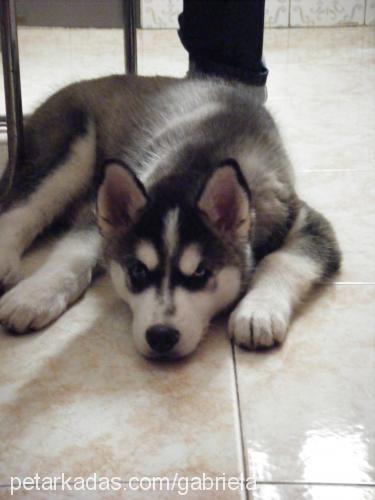 mavi Erkek Sibirya Kurdu (Husky)