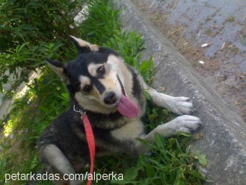 badem Dişi Sibirya Kurdu (Husky)