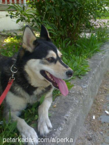 badem Dişi Sibirya Kurdu (Husky)