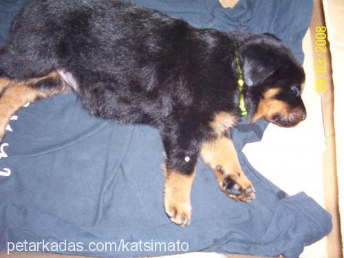 hera Dişi Rottweiler