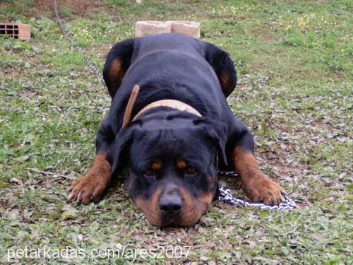 rio Erkek Rottweiler