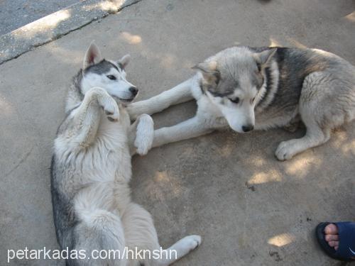 duman Erkek Sibirya Kurdu (Husky)