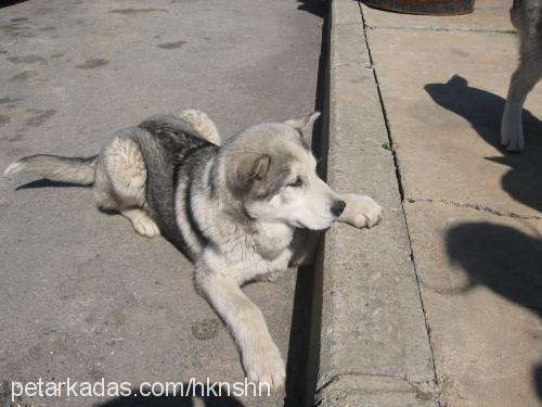 duman Erkek Sibirya Kurdu (Husky)